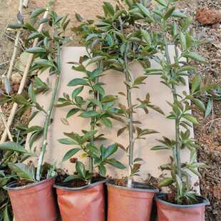 新品叶仙苗带根木麒麟嫁接蟹爪兰仙人指假昙花仙人球叶仙人掌直杆