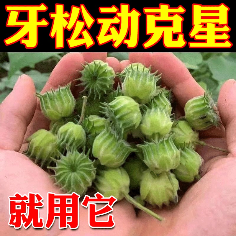 【牙齿松动101%冶好】牙齿松动牙龈委缩牙晃动出血肿痛固齿牙膏CS