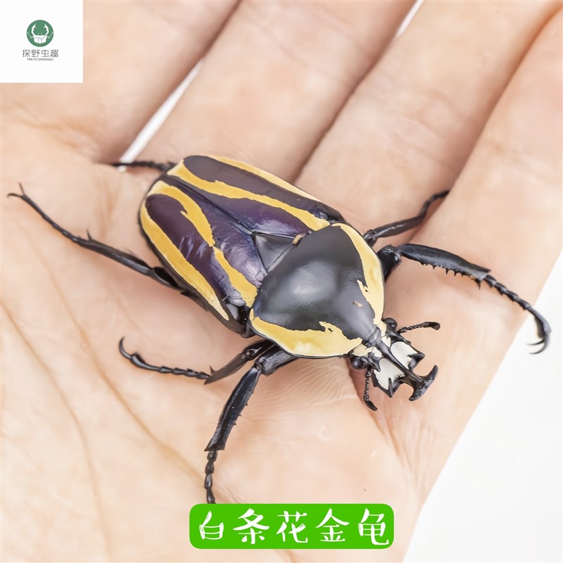 白条花金龟 甲虫活体独角仙另类爬虫独角仙长戟大兜虫 螽斯活鸣虫