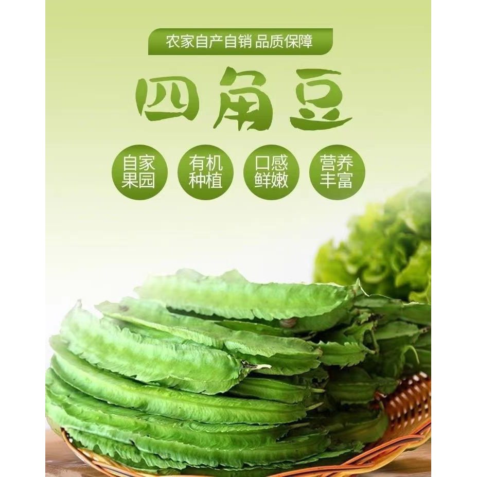 海南四角豆新鲜嫩蔬菜现摘四棱豆龙豆孕妇可食三亚