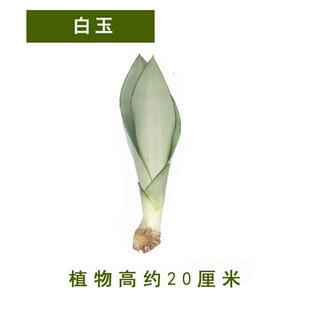 虎皮兰植物室吸甲醛净化空气栽白玉虎耳兰大内金边盆景绿植盆花.