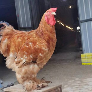 正宗婆罗门鸡纯种大梵天鸡宠物幼苗活鸡巨型活体超大巨型包活到家