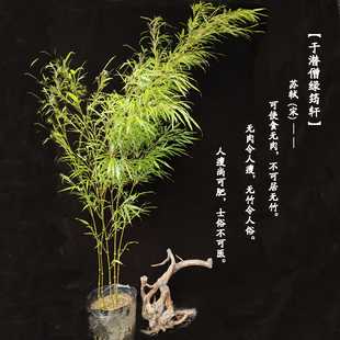 筇竹苗算盘竹盆栽办公阳庭院绿化艺术盆景观赏名贵竹种室台绿植