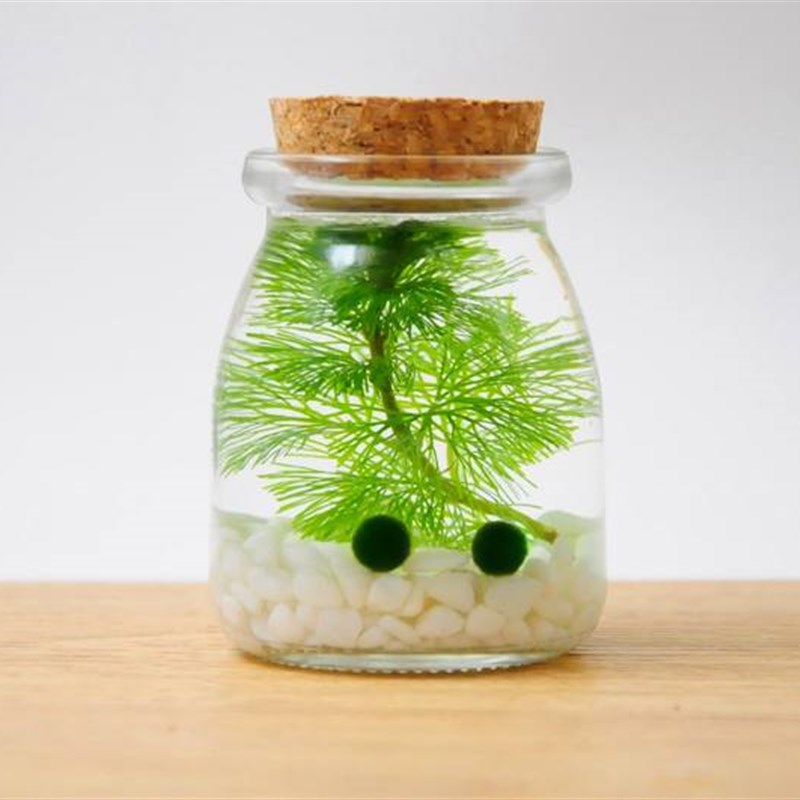 极速微观世界生态瓶diy材料包水族科学小型制作材料微景观小学五