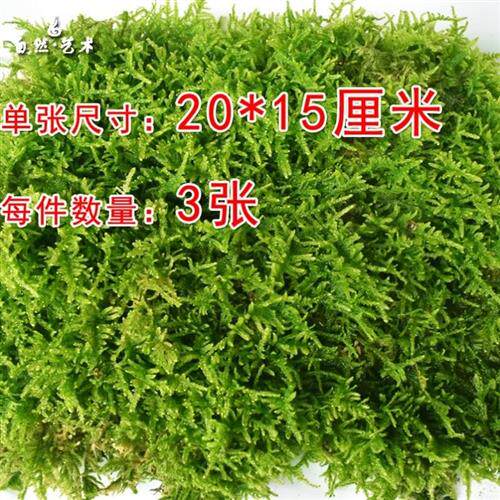 极速干青苔兰花苔藓植物鲜活大灰藓雨淋花盆绿植盆景铺面装饰草皮