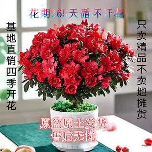 杜鹃花盆栽西洋杜鹃带花苞室内阳台花卉绿植净化空气 开花 四季