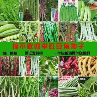春季瓜类种子大全四季豆豆角荷兰豆高产春秋庭院田园豆类蔬菜籽