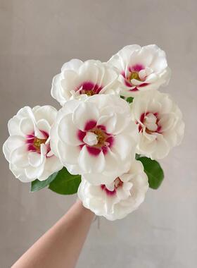 德芮尔桥边之约单头玫瑰云南新鲜玫瑰花鲜花