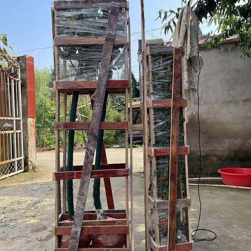 庭院盆栽地栽花卉高杆树状圆形桩月季大花月季玫瑰四季开花浓香