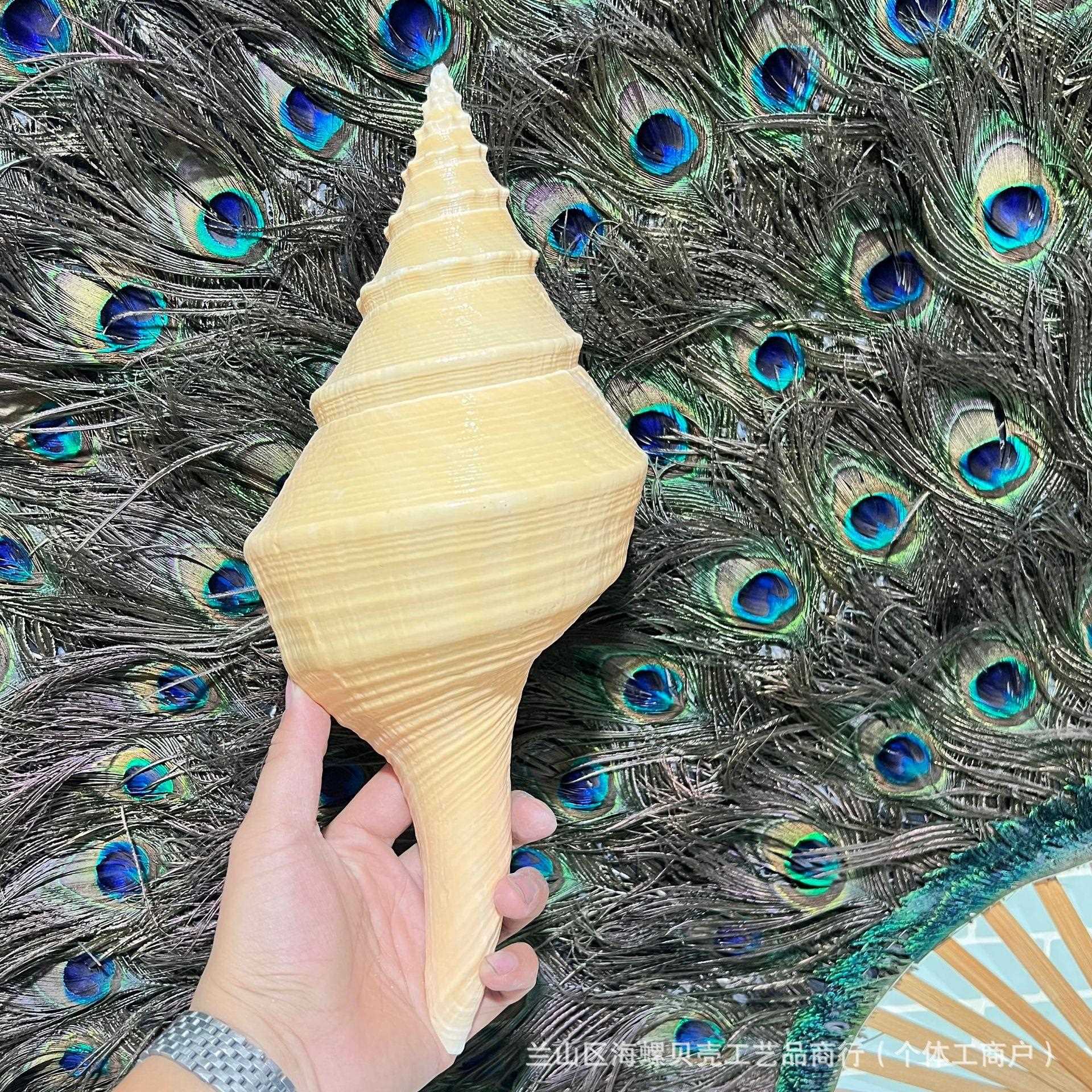 澳洲长香螺天然贝壳海螺听海风声音家居摆件收藏天然海螺