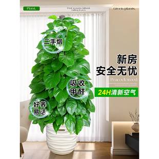 大厅叶型绿萝柱大盆栽客大绿室植内绿DIP萝除甲醛净化空气植物好