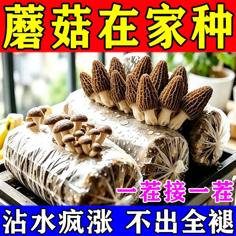 蘑菇种植包家庭种植室内阳台自种新鲜菌种羊肚菌菌菇可食用菌菇棒