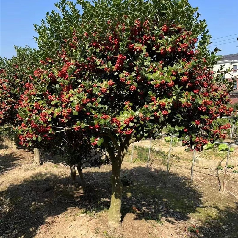 无刺枸骨c树桩高杆枸骨老桩金玉满堂盆景吉祥果别墅庭院四季常青