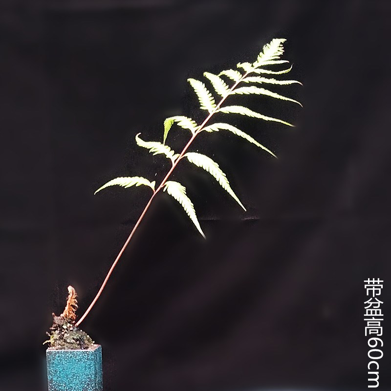 厂室内喜阴一叶蕨盆景老桩胎生狗脊蕨类绿植物网红蕨盆载水培微促