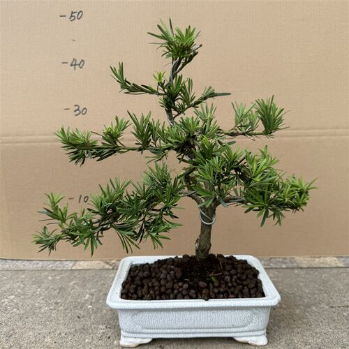 一物一拍b造型罗汉松盆景树桩盆栽植物四季常青绿植室外阳台迎客