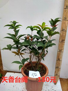 四季桂花树桩盆栽天香台阁桂花苗佛顶珠原Q生带土球发货包活