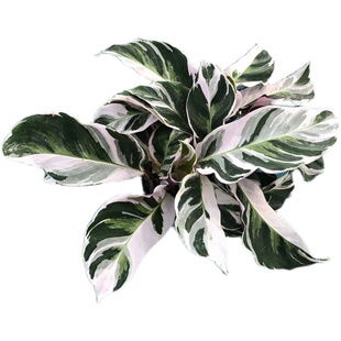 白油画竹芋f净化空气室内喜阴小绿植盆栽办公室桌面植物