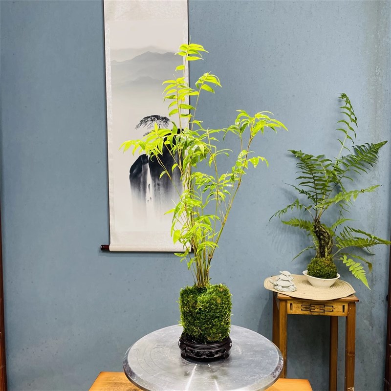 翡翠观音竹苔藓球米竹水培款配z玻璃瓶造盆景盆栽绿植花卉水培植