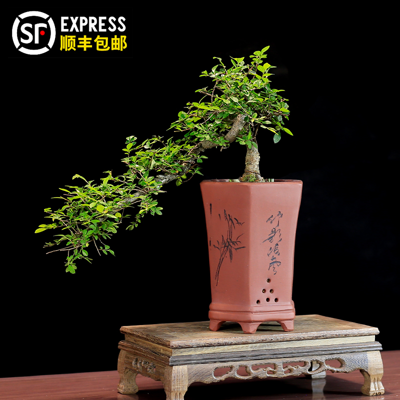 小叶榆树老桩盆景植p物悬崖造型树桩室内客厅办公室桌面绿植盆栽