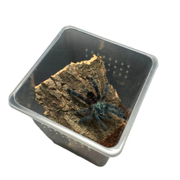 爬虫饲养盒宠物蜘蛛幼体专用翻盖设计防越狱方便喂食