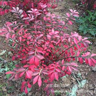 火焰卫矛 耐寒北方种植火焰卫矛苗彩叶树 园林庭院绿化用苗木