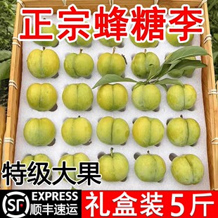 正宗贵州六马蜂糖李新鲜水果整箱5斤大脱骨青脆蜂蜜李子顺丰礼盒
