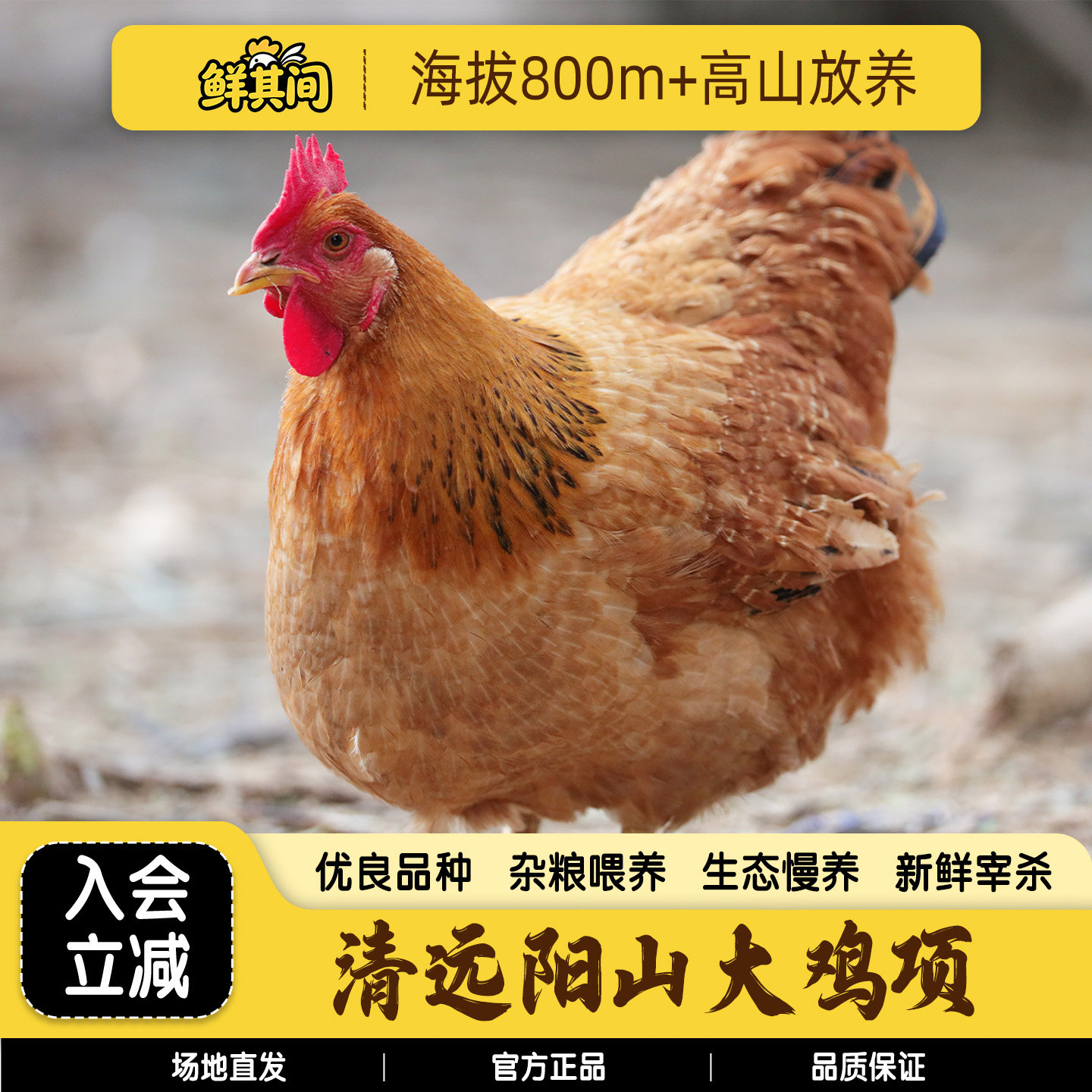 清远阳山走地鸡整只杀好约4.5斤图片