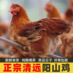 清远阳山鸡土鸡农家散养走地鸡老母鸡鸡项整只新鲜现杀火锅椰子鸡