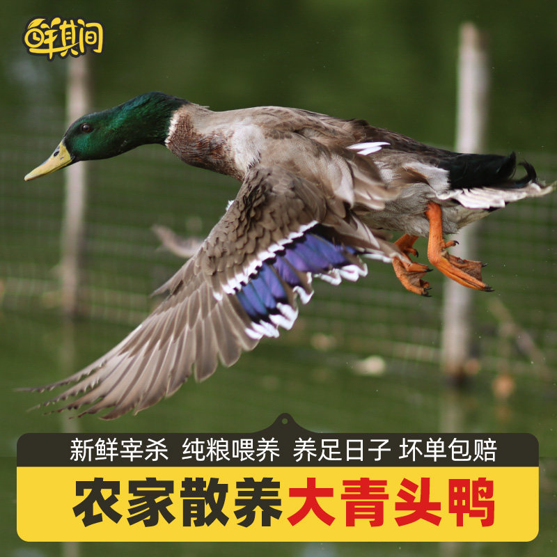 广东清远青头鸭土鸭老鸭子整只新鲜现杀麻鸭农家散养水鸭绿头野鸭 - 实物图
