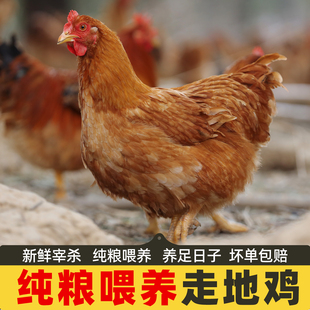 正宗广东清远阳山鸡土鸡农家散养走地鸡项整只新鲜现杀黄油老母鸡