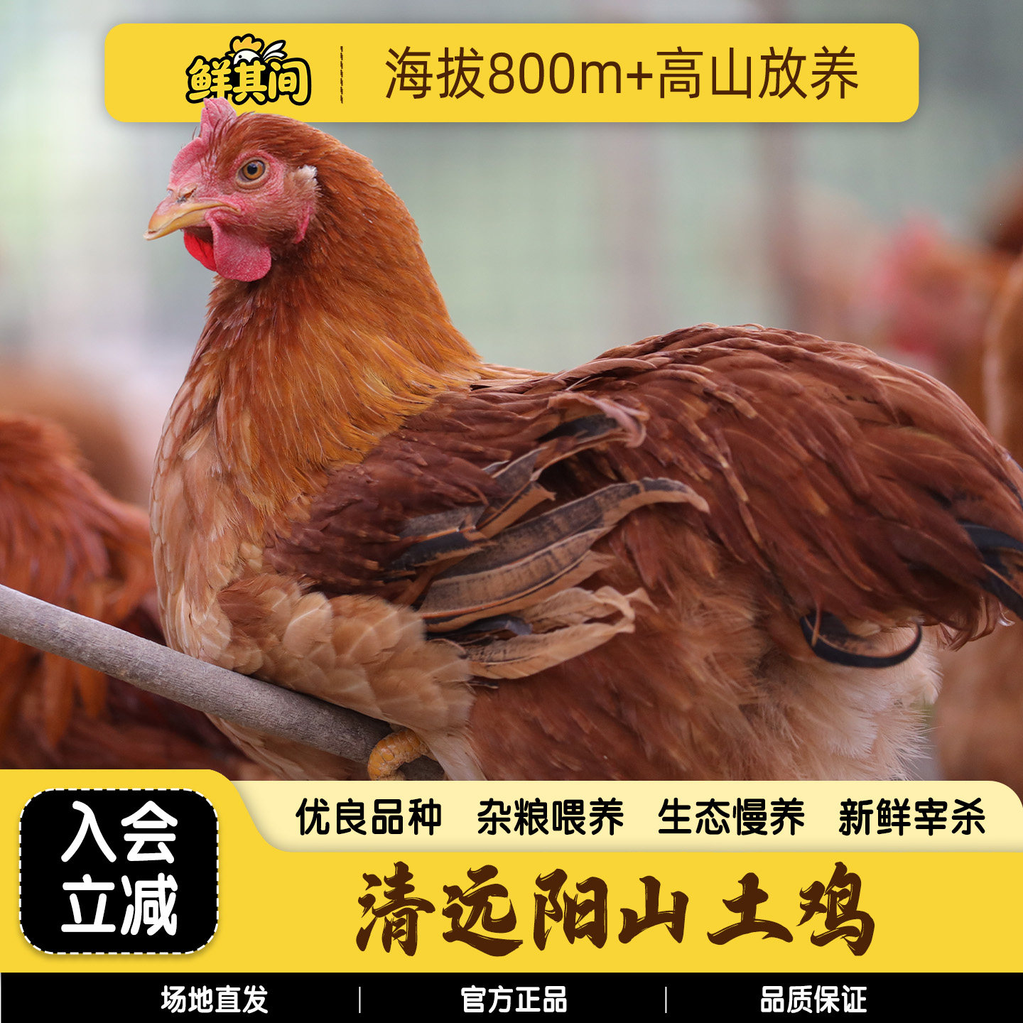 【真散养阳山土鸡】皮脆肉嫩现杀图片