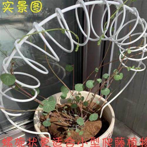现货速发山乌龟爬藤架金不换支架龟甲龙园艺植物固定造型金属螺旋