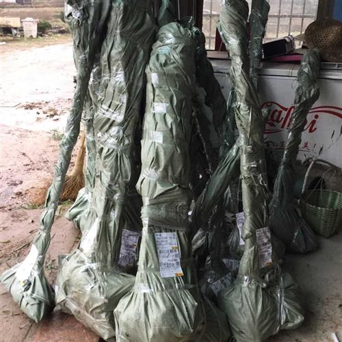 现货速发雷竹苗种雷公竹早园竹水竹花竹黄杆竹毛竹楠竹子根鞭芽食
