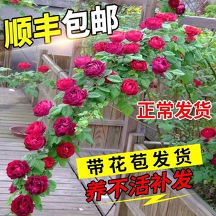 速发蔷薇花苗藤本月季墙微卉树花院爬藤植物花庭盆栽台玫瑰四季开
