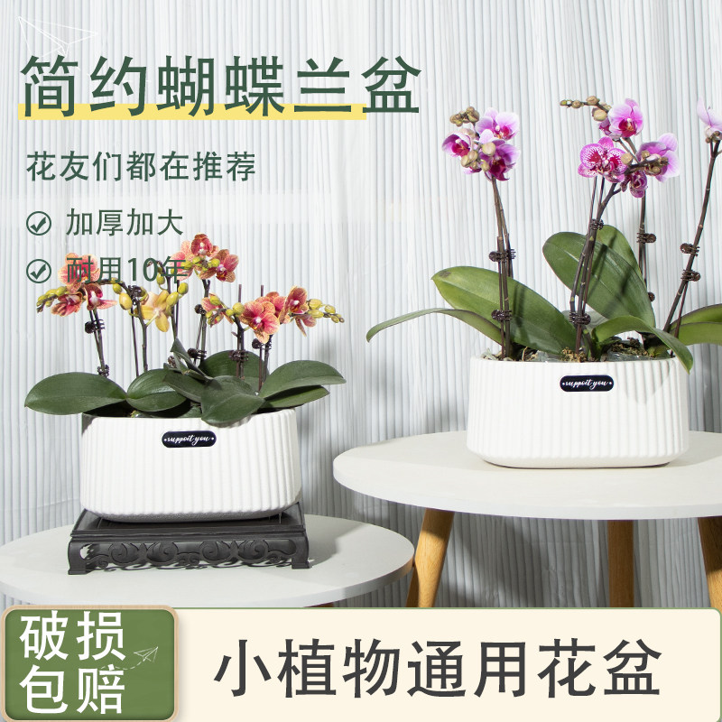 速发蝶简约树脂花盆矮款室内郁金香蝴风兰吊兰创绿意植花盆塑料盆