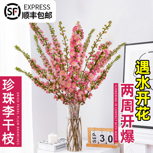 速发梅珠植干枝水培李物鲜切腊珍支室内水养花卉遇水开花雪柳