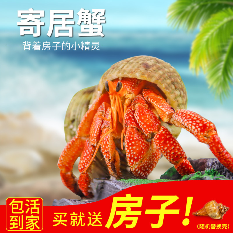 现货速发寄居蟹懒人迷你攀爬动物新手好养新品观赏蟹草莓里拉灰白