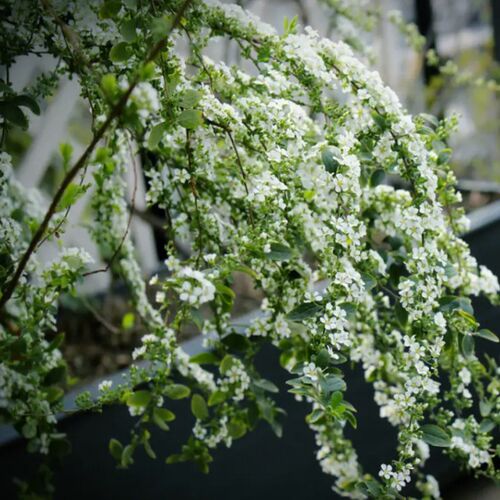 现货速发室内外耐寒好养的花卉盆栽喷雪花耐热庭院台种植雪柳垂吊