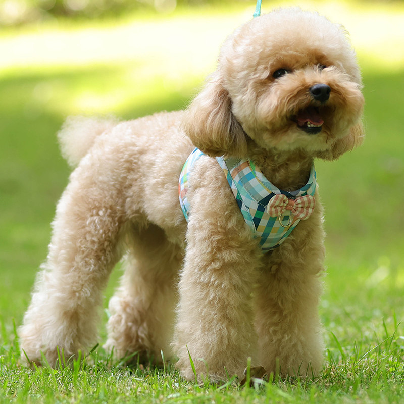 速发可爱蝴蝶结背心式小泰犬迪型比熊幼犬胸背带遛狗绳