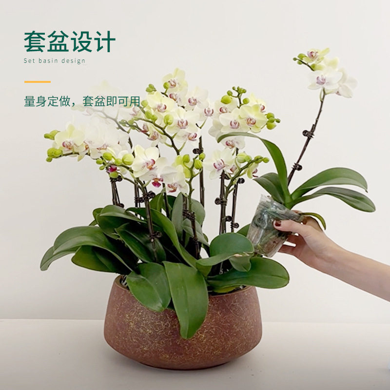 现货速发蝴蝶兰花盆陶瓷花盆大号组合拼盆套盆轻奢兰花花盆盆