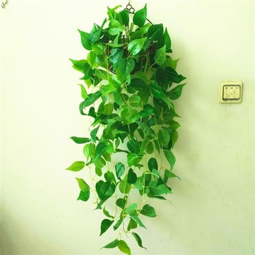 现货速发幼儿园壁挂式客厅墙上吊兰花绿箩花卉下垂花藤挂饰藤条