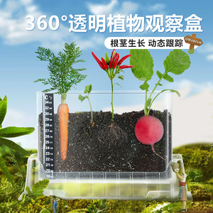 速发儿卜米植小盆栽发芽植物迷你小农场胡萝童南瓜玉种蔬果生长观