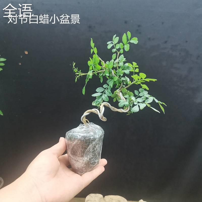现货速发对节白蜡造型小盆景带土老桩黄杨红枫室内台办公室盆景