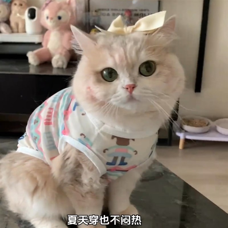 速发咪猫衣服金渐层季秋防掉毛夏春背心德文布偶小犬幼猫薄款