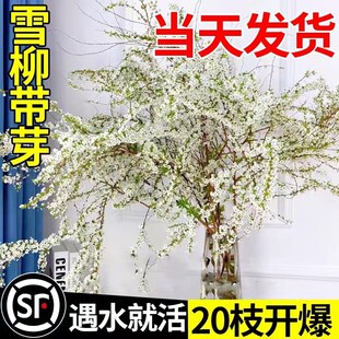 速发重瓣雪柳干枝鲜枝水养插花水培植柳花卉室内盆植绿栽龙物吊钟
