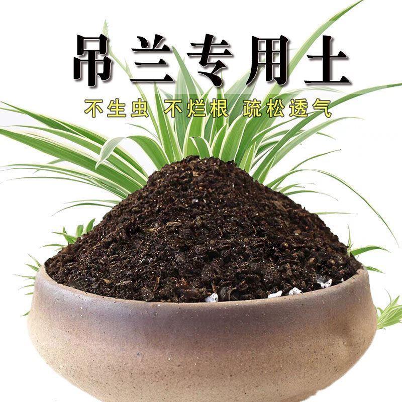 速发吊兰土吊兰种养泥土营花土壤透气养花种土土通用室内植有机肥