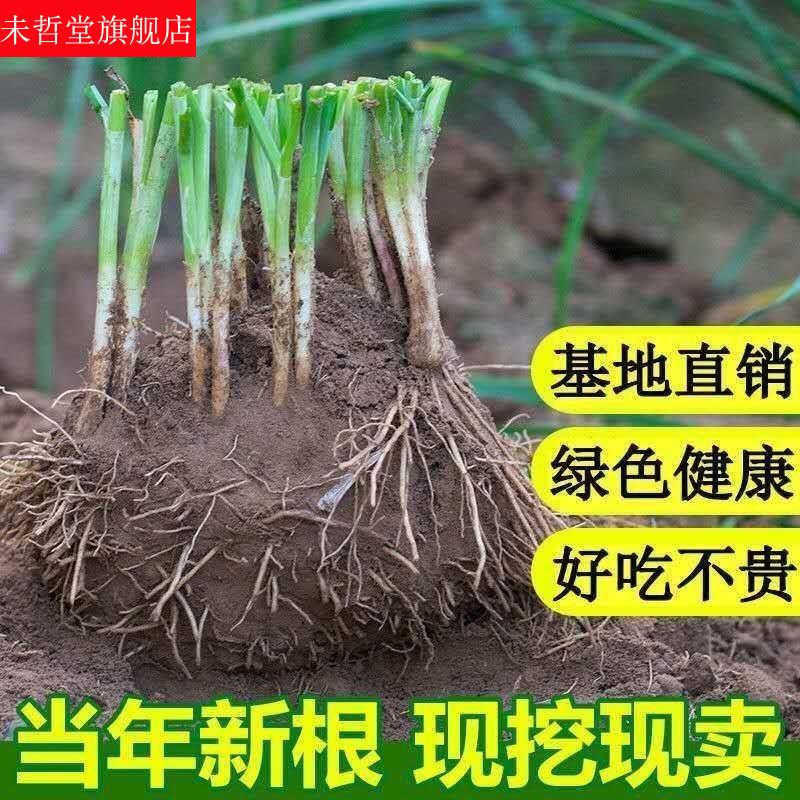 现货速发韭菜根苗带土秋后种的蔬菜小叶红根农家细叶香韭菜头种植