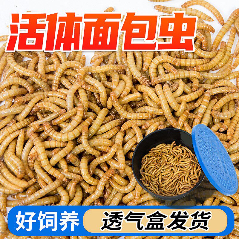 速发面包虫活虫鲜活大麦黄粉玉米虫守角蛙粮子宫蜥蜴蜘螂壁虎螳蛛