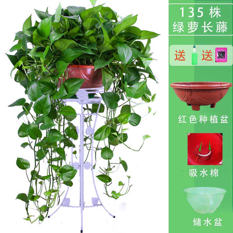 室内大叶除甲醛带盆n栽好花卉垂吊客厅新房观叶植物长藤净化空气