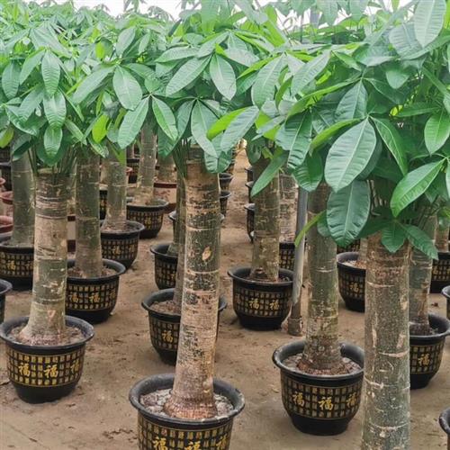 发财树盆栽大独杆植物客厅室内树桩粗杆步步高发财树绿植花卉招财